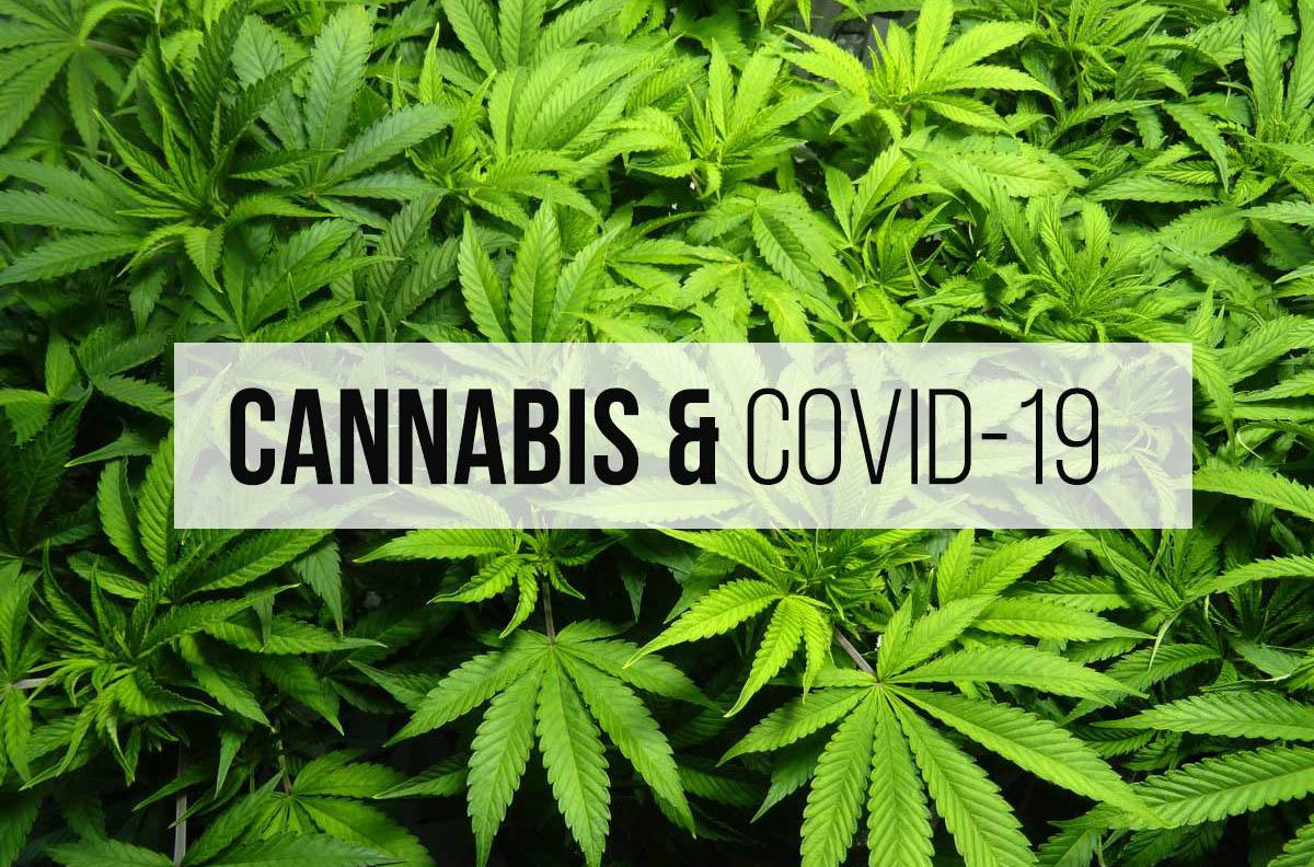 cannabis and covid-19